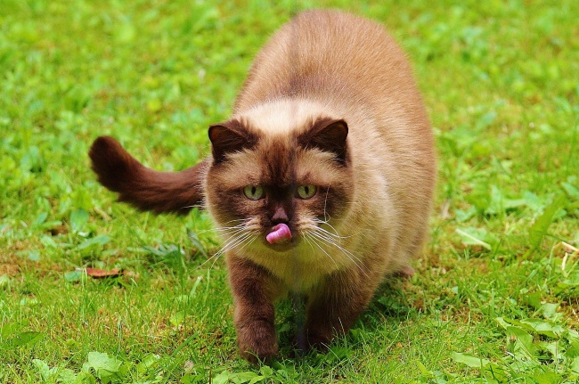 属猴人2026年每月运势 属猴人2026年每月运势