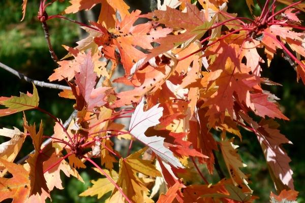 2008年鼠要带什么助学业