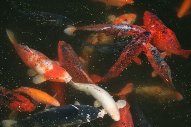 2004年属猴2026年运势及运程详细说明 04年属猴人2026年马年每月运程