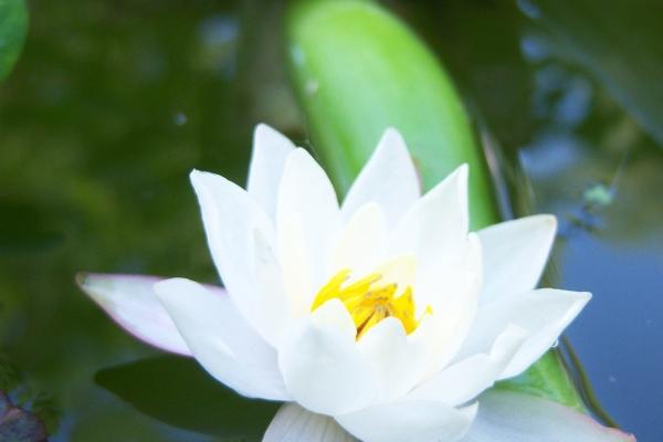 2026谁能缠着属虎的