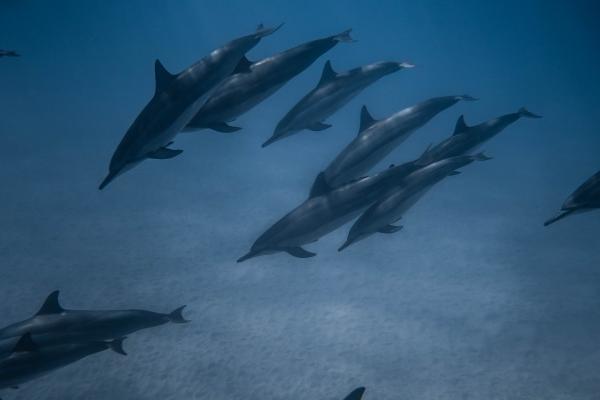 梦到有男生追求如何