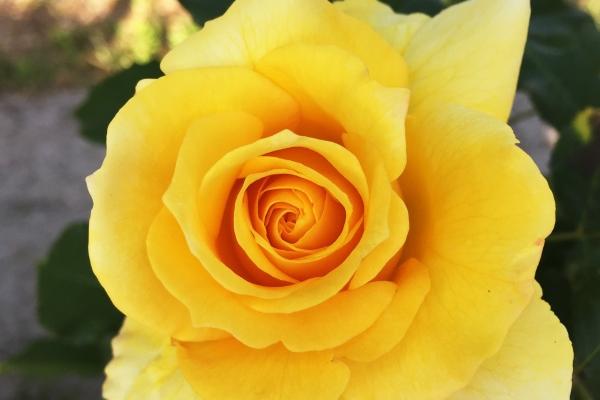 属相马最苦的年龄