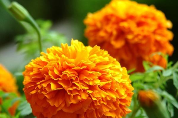 72鼠女晚年时期多么好命