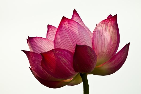 属龙在今年的有哪三灾，属龙2026年运势怎么样