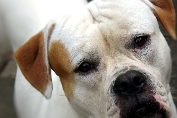 属相羊的晚年时期宿命