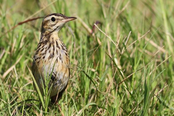 属猴人不可碰的桃花，属猴一生桃花劫到底是谁