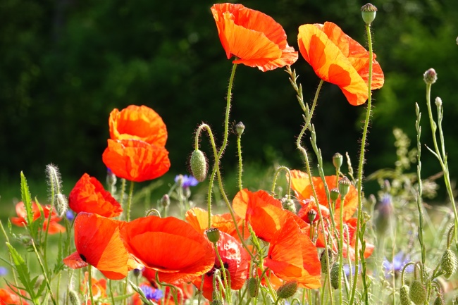 属狗人2026桃花到底是谁 属狗人2026桃花到底是谁