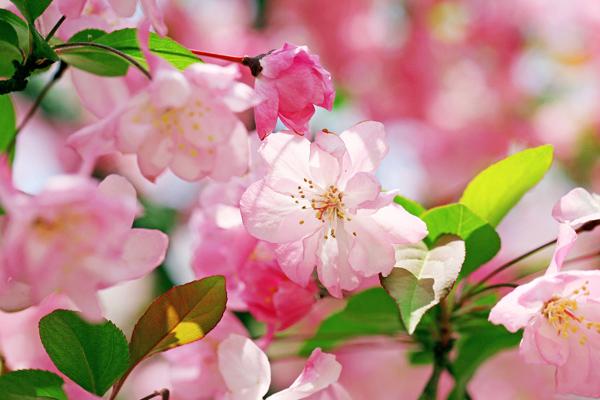 2026年2月最好上香日子