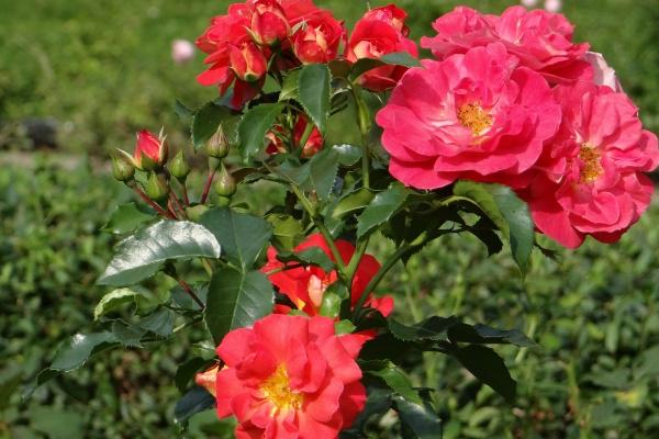 80年属猴男一生有好几次艰辛