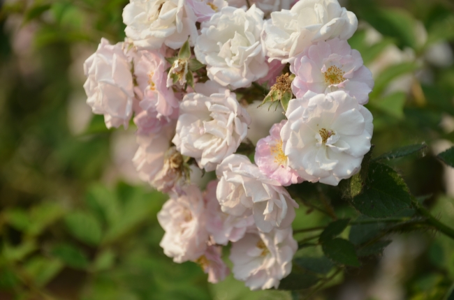 属相猪最苦的年龄 属相猪最苦的年龄