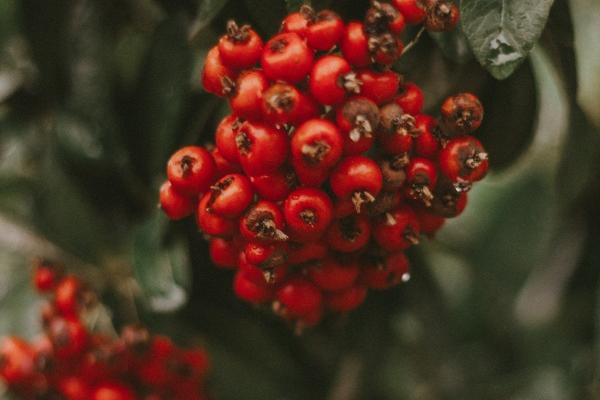 属相鸡最苦的年龄