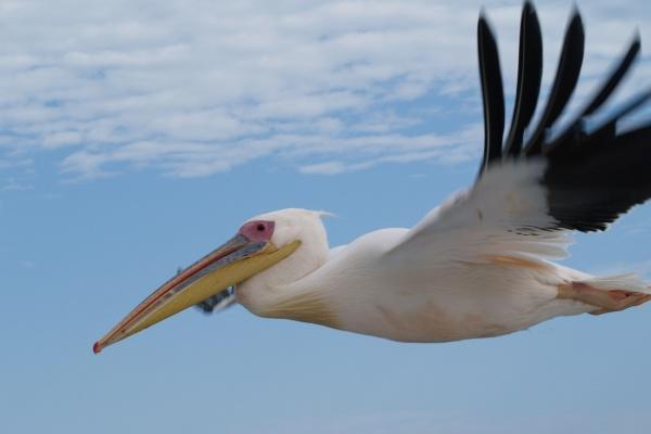 69属鸡人发横财的年龄 69属鸡人发横财的年龄