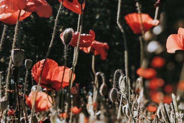 1991年属羊一生财运怎样 1991年属羊一生财运怎样