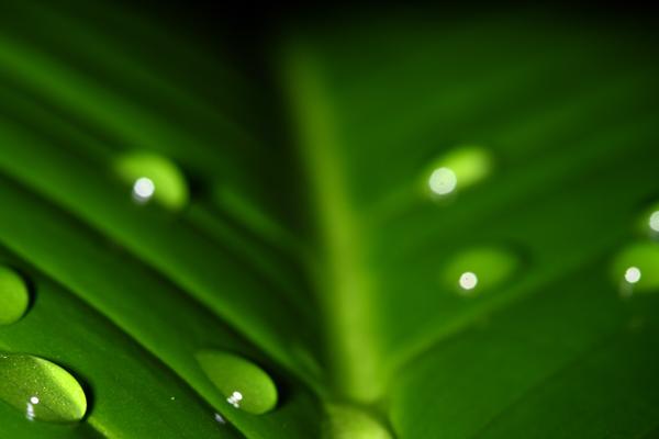 2026年鸡女大福大贵 2026年鸡女大福大贵