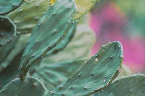 2026年属虎是百年难遇吗 2026年属虎是百年难遇吗