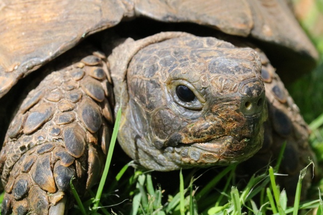 1966马2026喜事 1966马2026喜事