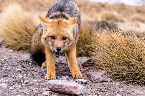 2026年鼠的灾难走向怎样，属鼠2026年流年运势剖析