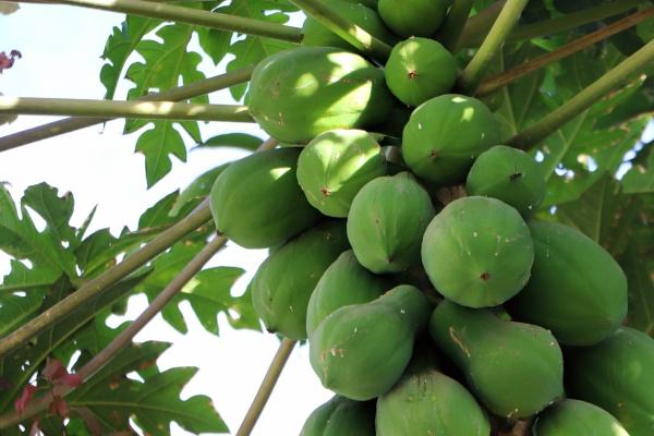 狗男一生守护什么生肖女 狗男一生守护什么生肖女