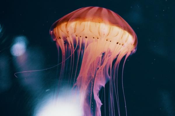 78年马过47岁是穷是富 78年马过47岁是穷是富