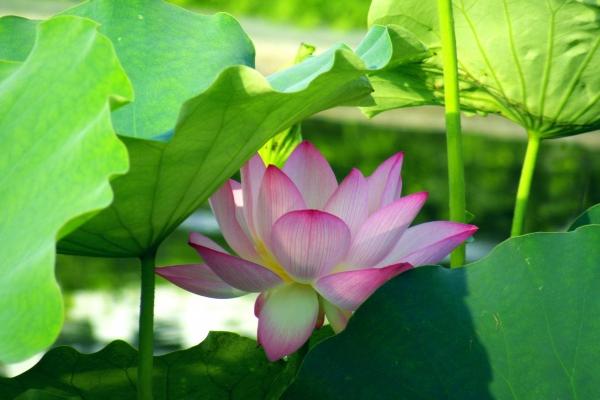 几月出生的猴好 几月出生的猴好