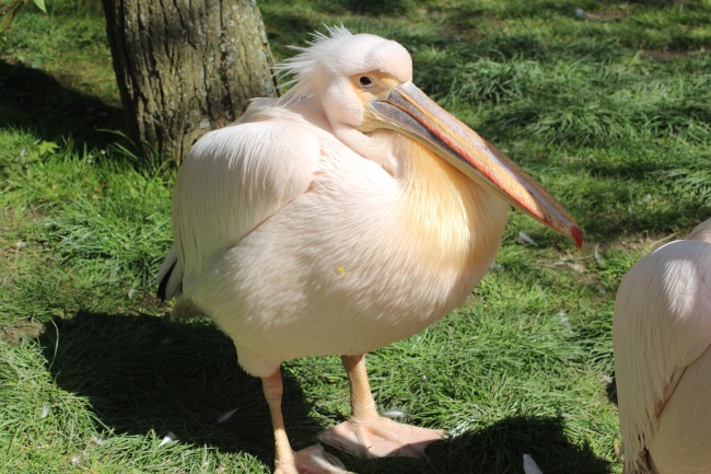 2026属狗不可以穿的衣服颜色 2026属狗不可以穿的衣服颜色