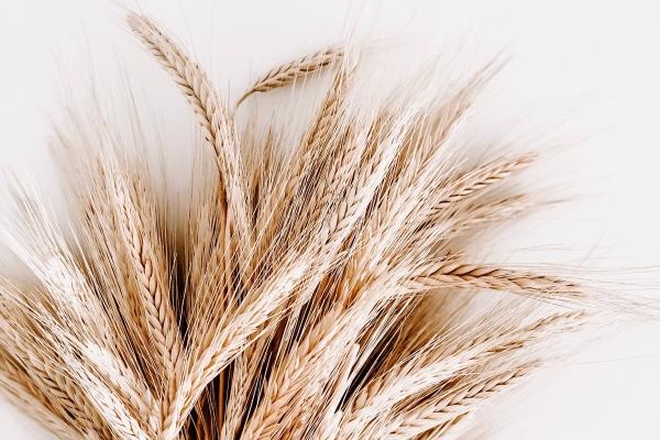 2026年猪的灾难走向怎样，属猪2026年流年运势剖析