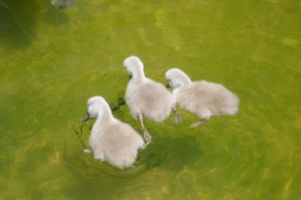 2026年狗的灾难走向怎样，属狗2026年流年运势剖析