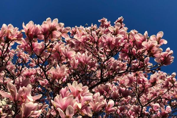 2026年龙的克星到底是谁,2026年属相龙人一定要避开的属相 2026年龙的克星到底是谁,2026年属相龙人一定要避开的属相