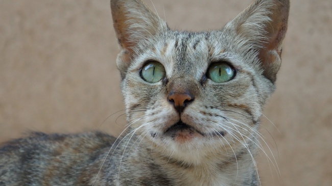 属猪人远离谁最好是