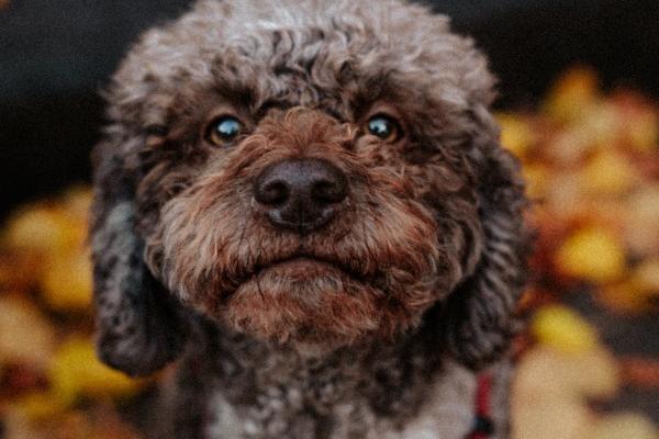 水羊命和什么命配 水羊命和什么命配