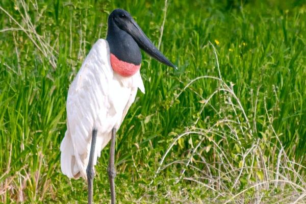 虎一生的恩人到底是谁