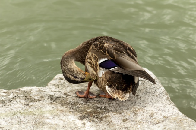 谁能保护属狗人