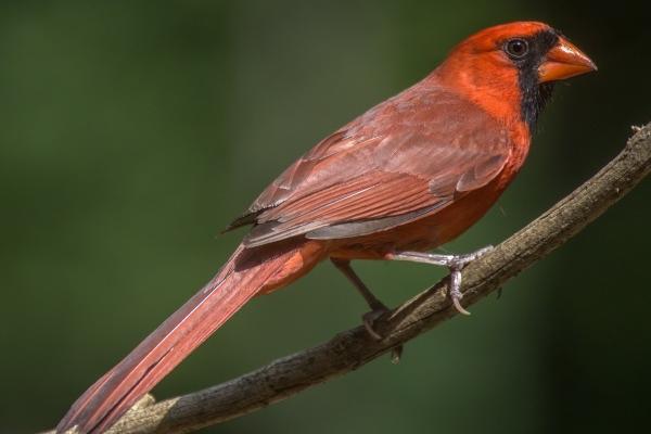 属猴人远离谁最好是