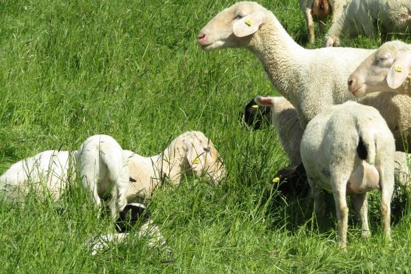 属鸡人远离谁最好是
