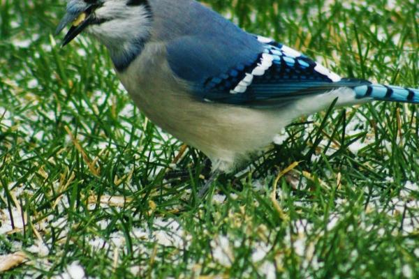 水羊命最忌讳3种东西