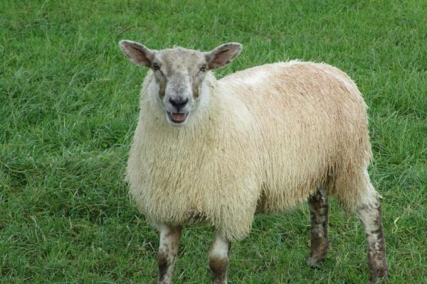 鸡一生的恩人到底是谁