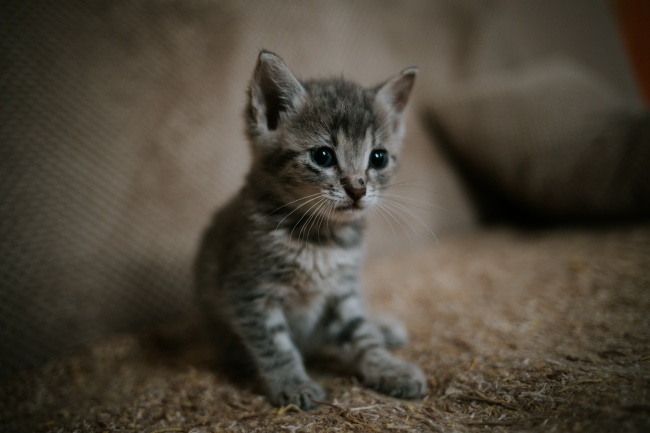 属牛2026年岗位变动机会，2026年属牛工作调动在几月