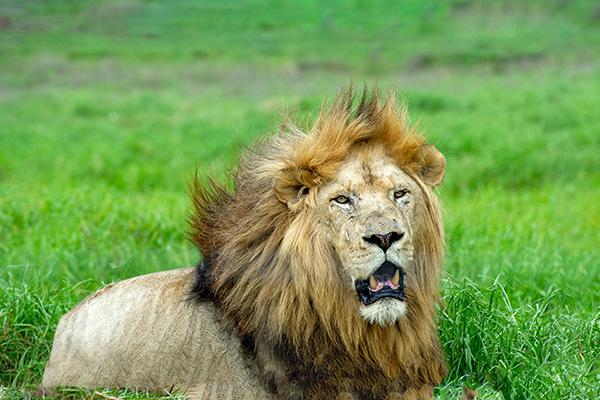 水马命是上等命吗