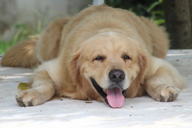 土蛇命是苦命或是富命