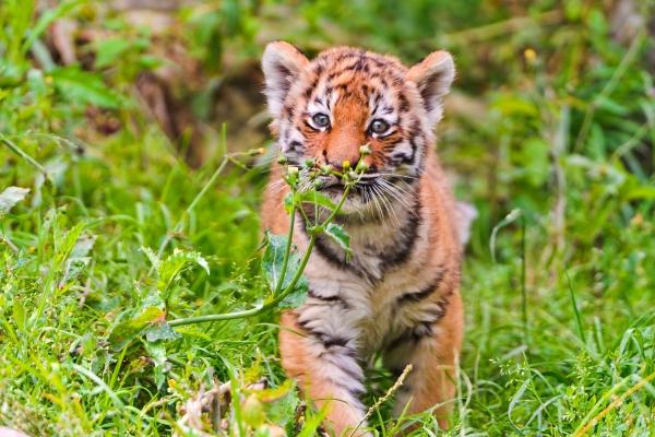 属牛女5月出生怎么样