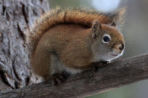 属蛇女孩子命运怎么样，属蛇女人一生的命运怎样