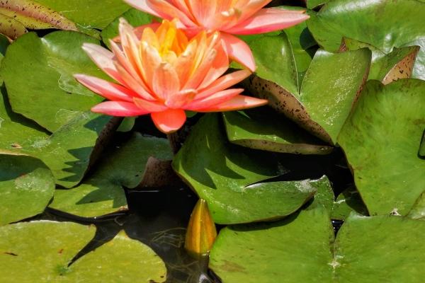 2026年属牛的真爱到底是谁