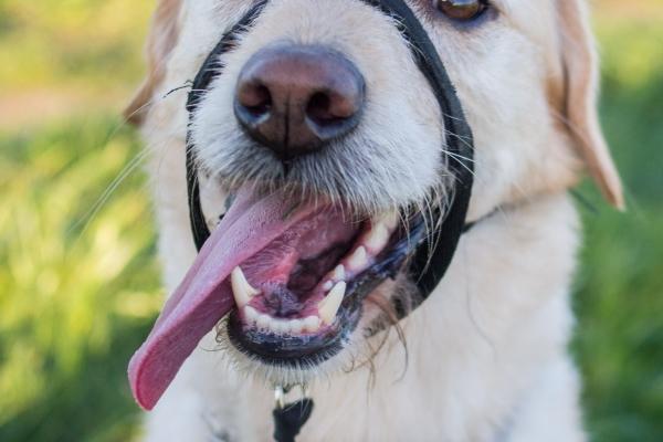 属鸡女孩子命运怎么样，属鸡女人一生的命运怎样