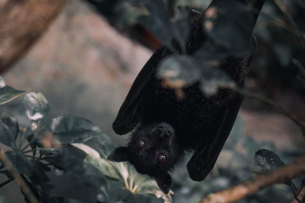 属牛女被谁呵护到白头