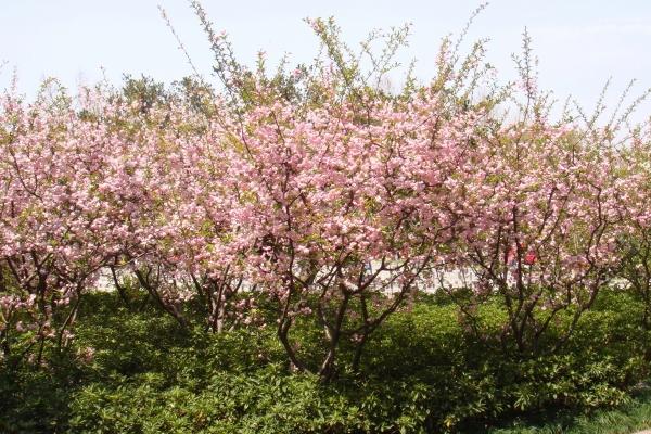 男鼠二月份出生怎么样