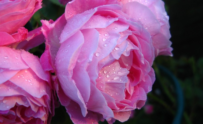 53年蛇几月出生最好是