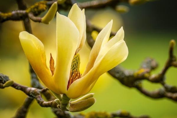 属狗女被谁呵护到白头