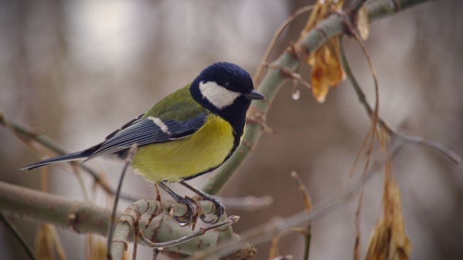 2026年属相狗正缘发生时长