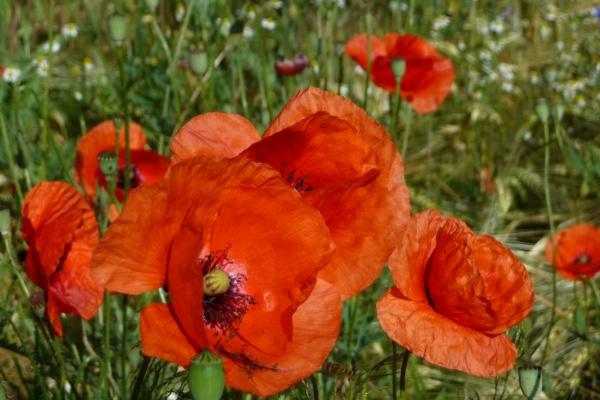 2026年属牛女性运气