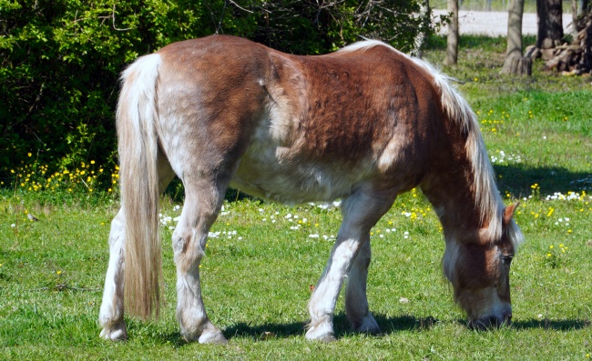 2026年属相羊正缘发生时长